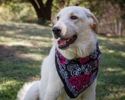 adoptable Dog in Waco, TX named Daphne