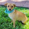 adoptable Dog in waco, TX named Waze