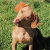 adoptable Dog in waco, TX named Scooby