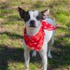 adoptable Dog in waco, TX named Sadie