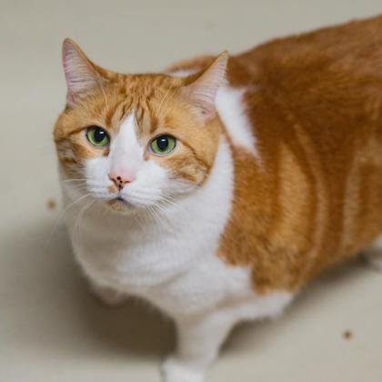 adoptable Cat in Waco, TX named Tommy