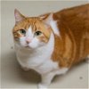 adoptable Cat in waco, TX named Tommy