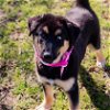 adoptable Dog in waco, TX named Dan