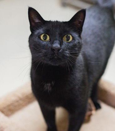 adoptable Cat in Waco, TX named Bo