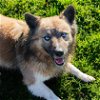 adoptable Dog in waco, TX named Bleu
