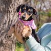 adoptable Dog in waco, TX named Cayenne