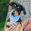 adoptable Dog in waco, TX named Chili