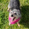 adoptable Dog in waco, TX named Sparky