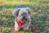 adoptable Dog in waco, TX named Ziggy
