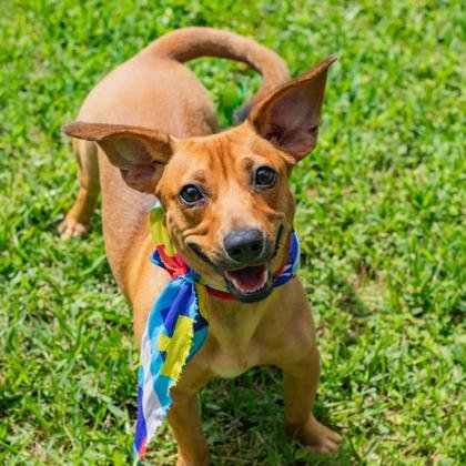 adoptable Dog in Waco, TX named Rudy