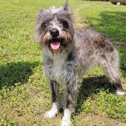 adoptable Dog in Waco, TX named Rogue