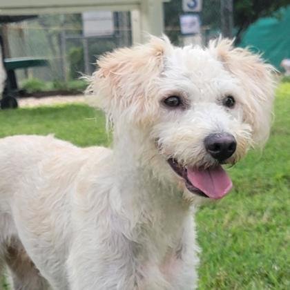 adoptable Dog in Waco, TX named Teddy