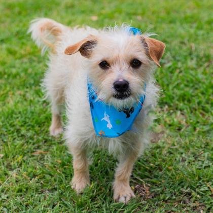 adoptable Dog in Waco, TX named Tater Tot