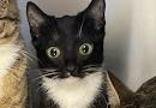 adoptable Cat in Waco, TX named Matcha