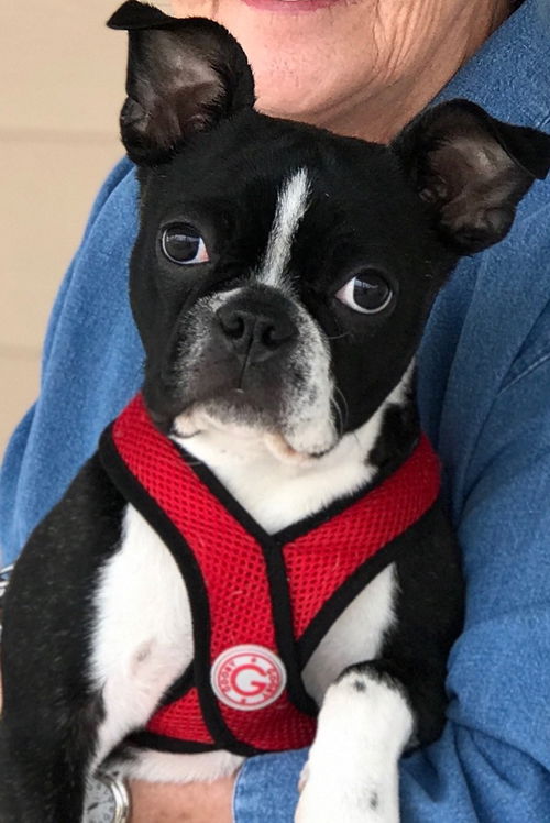 Bosco