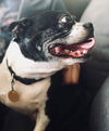 Dixie