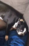 Dixie