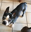 Buster now Moco