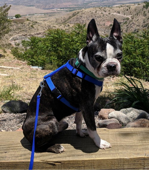 Buster now Moco