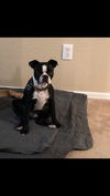 Grover, now Ziggy