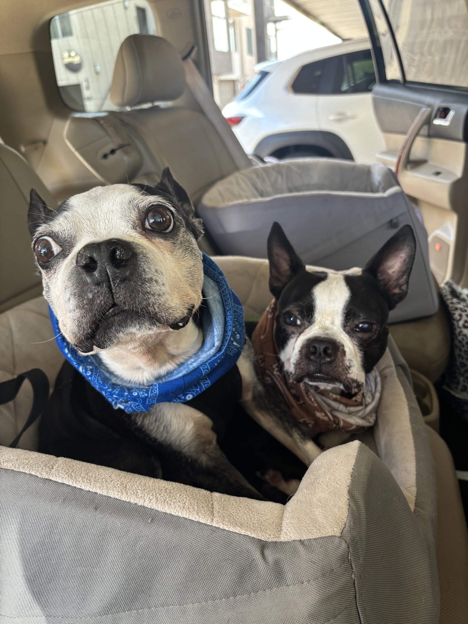 Bosco and Bugsy