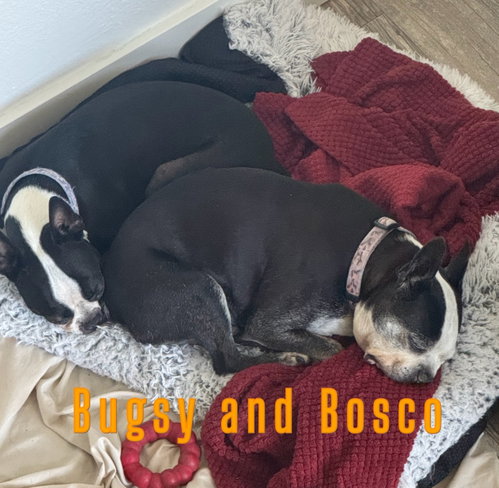 Bosco and Bugsy, photo 2