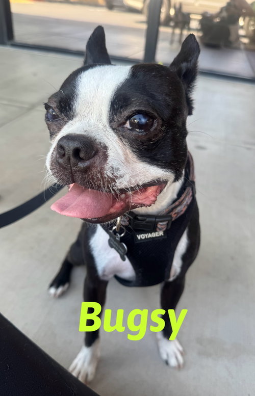Bosco and Bugsy, photo 3