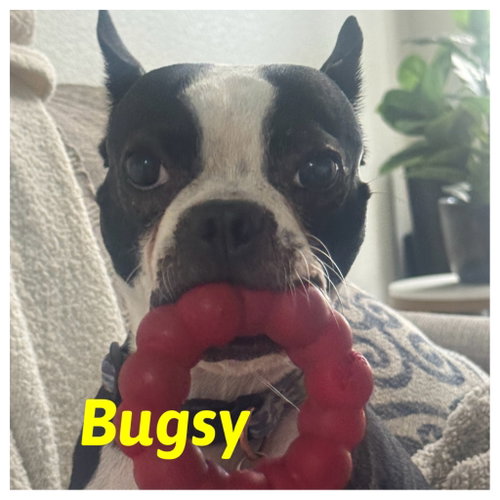 Bosco and Bugsy, photo 4