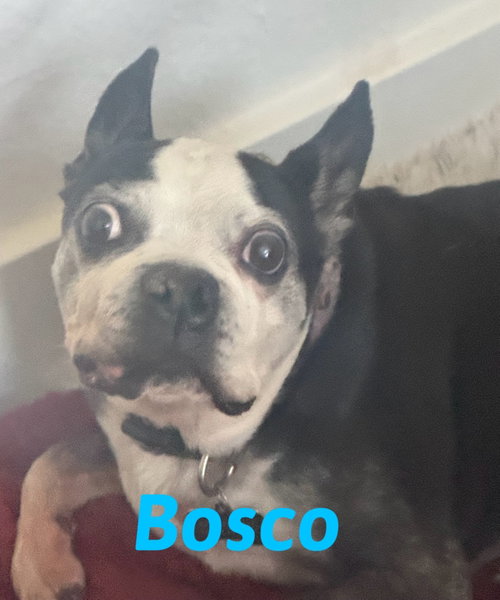 Bosco and Bugsy, photo 5
