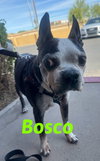 Bosco and Bugsy