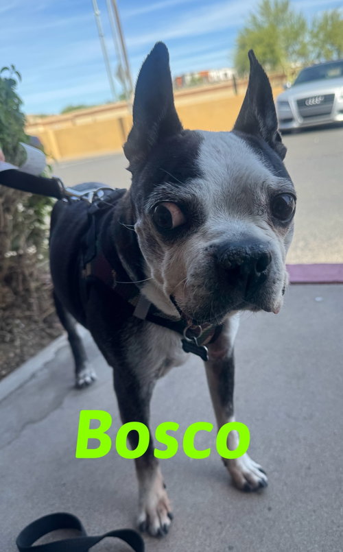 Bosco and Bugsy, photo 6