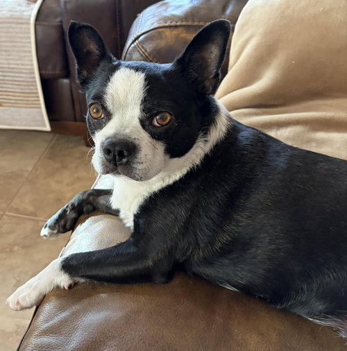 Gracie