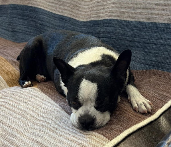 Gracie
