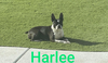 Harlee