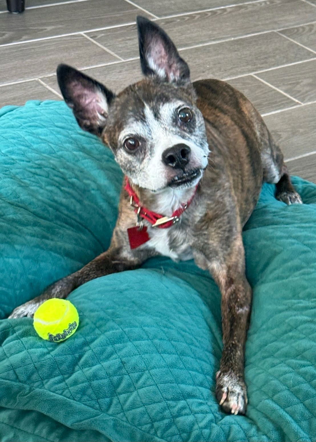 adoptable Dog in Scottsdale, AZ named Bubba