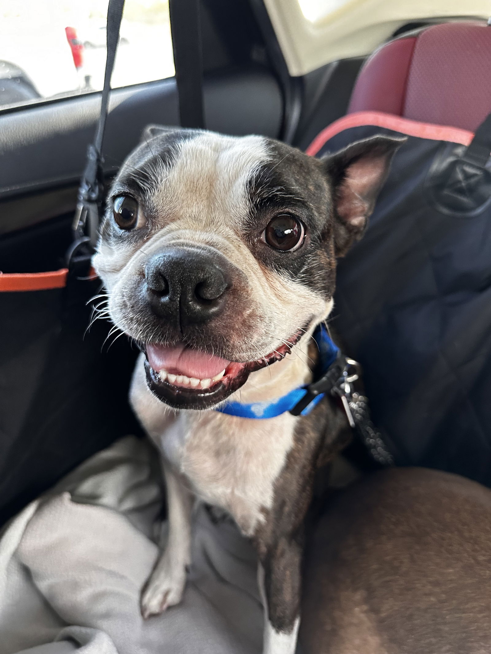 adoptable Dog in Scottsdale, AZ named Bingo