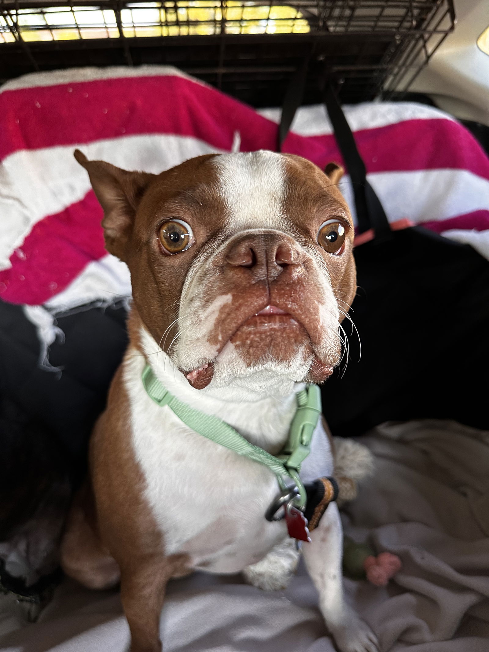 adoptable Dog in Scottsdale, AZ named Snickers