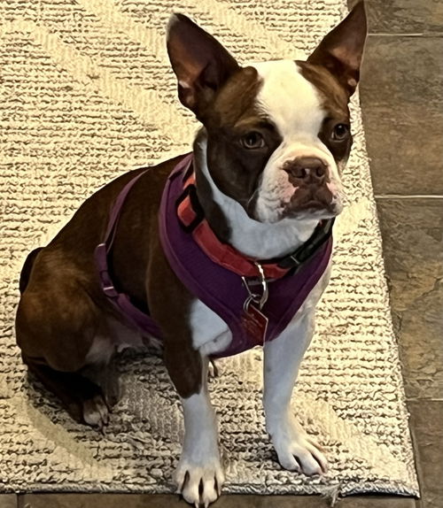 Ripley