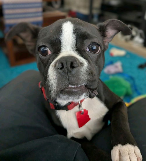 Pippa