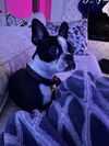 Daisy