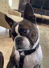 Bugsy