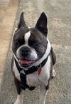 Bugsy