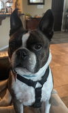 Bugsy