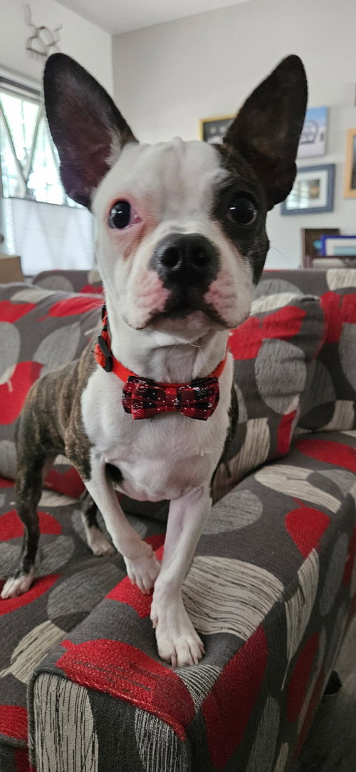Milo