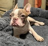 Peanut