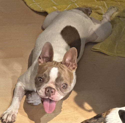 Peanut