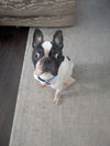 Sir Charlie