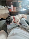 Sir Charlie