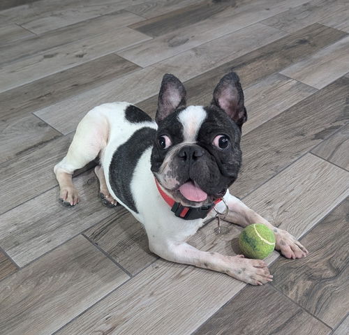 Sir Charlie