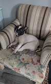 Sir Charlie